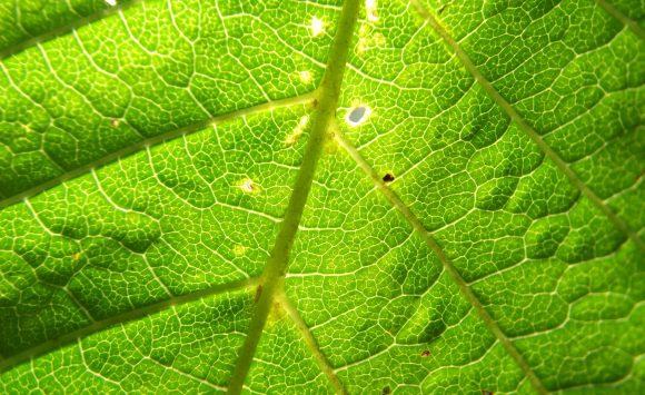 Herbstferien von Mo.27.10. bis Fr.31.10.2025